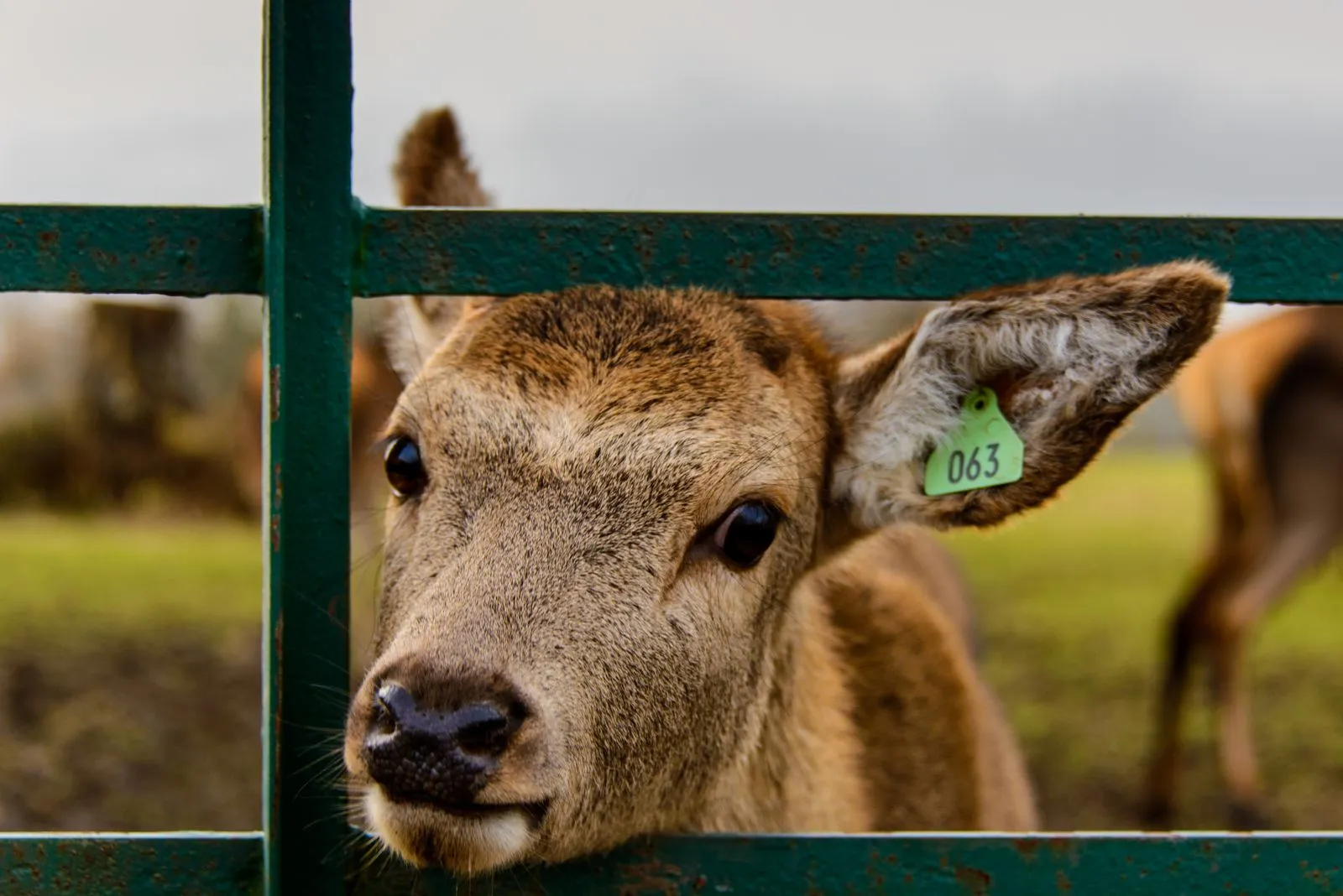 How Tall Should Deer Fencing Be?