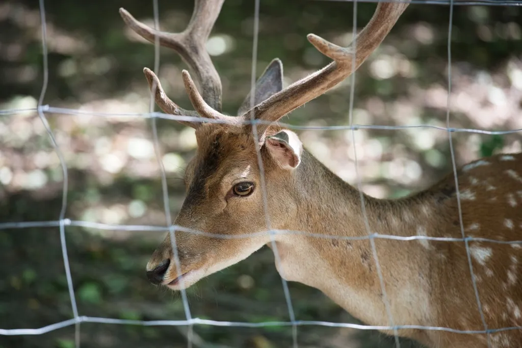 Deer Fencing for Pittsburgh Properties