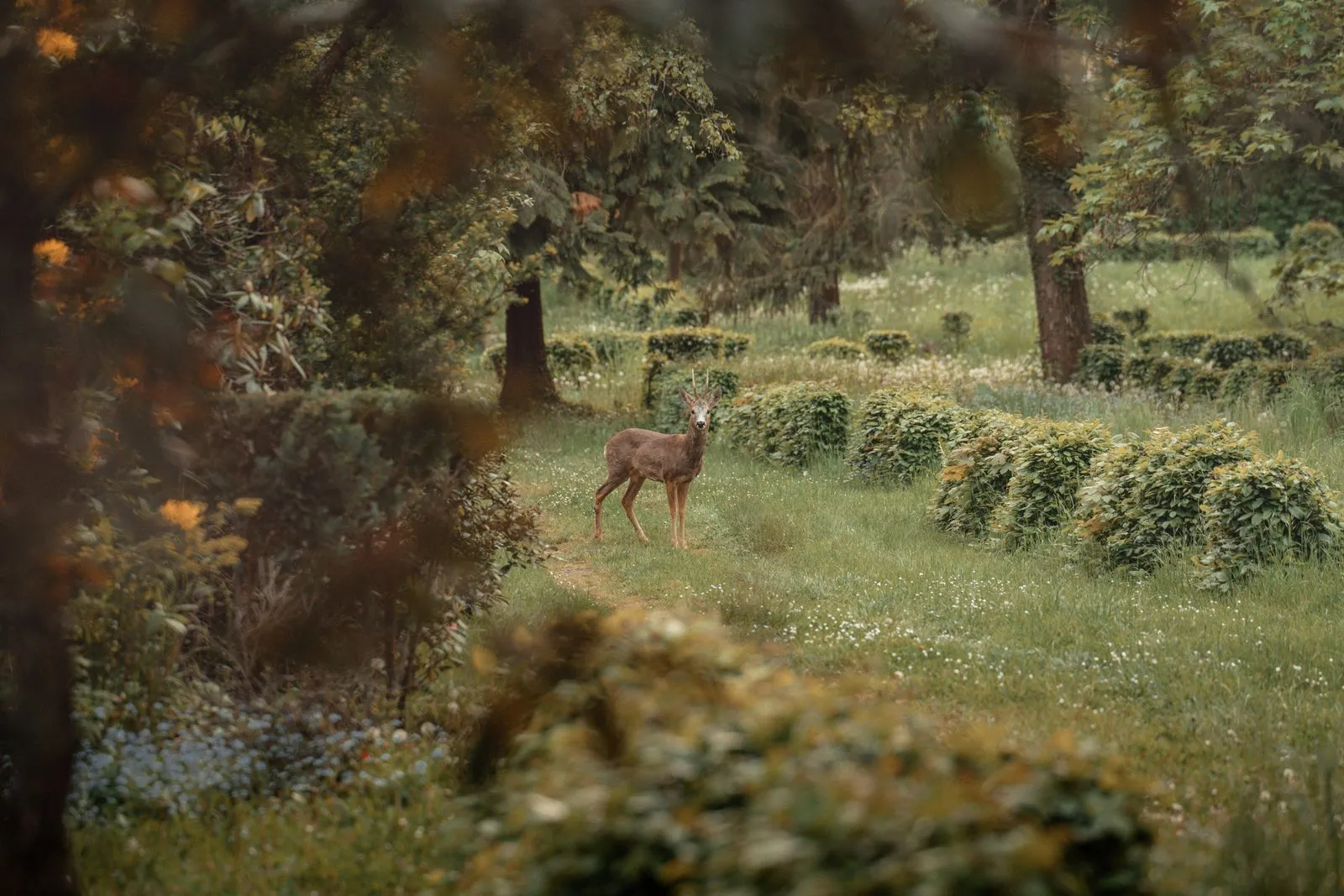 Choosing Deer Fence Materials for Your Yard